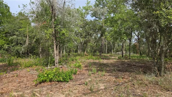 a view of a forest with trees in the background