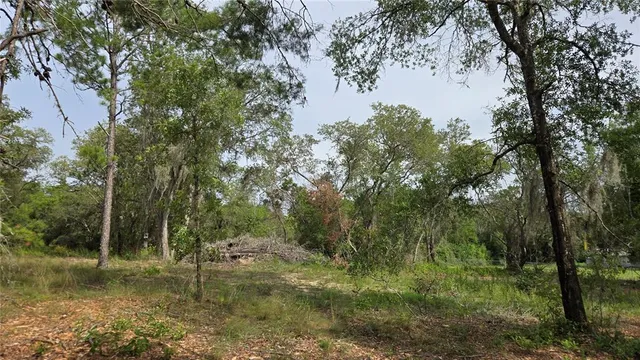 a view of a forest filled with trees