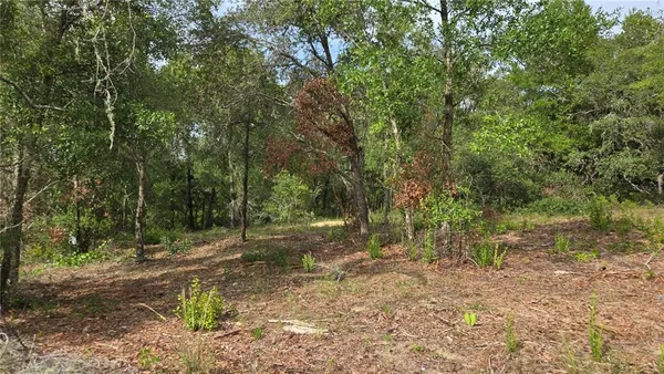 a view of a forest with trees in the background