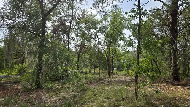 a view of a forest with trees in the background