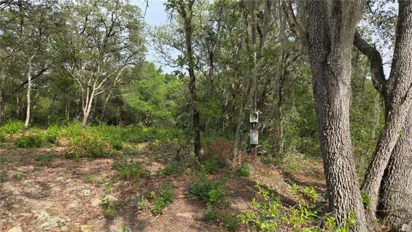 a view of a forest with trees