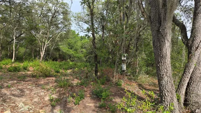a view of a forest with trees