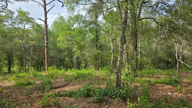 a view of a garden with a trees