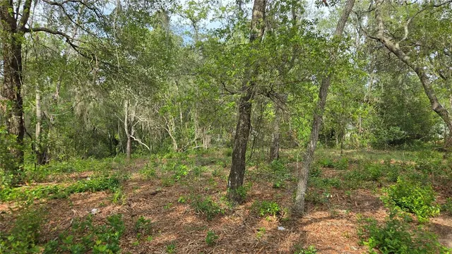 a view of outdoor space and trees