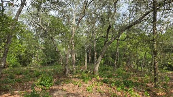 a view of a forest