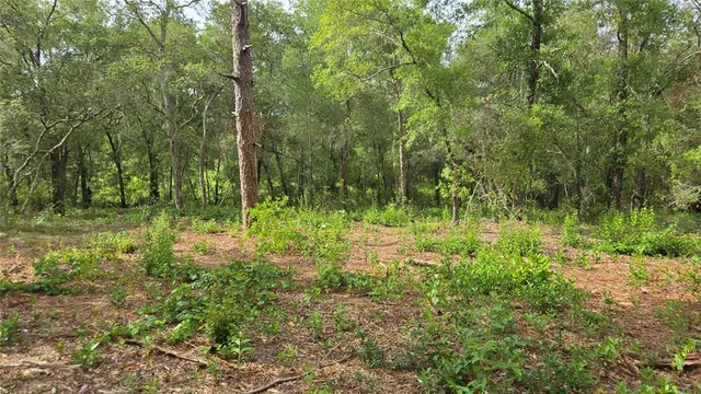 a view of outdoor space and green space