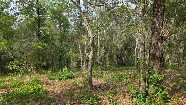 a view of a forest with trees
