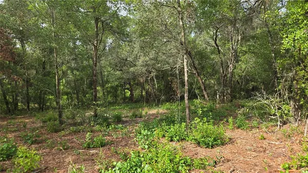 a view of a garden