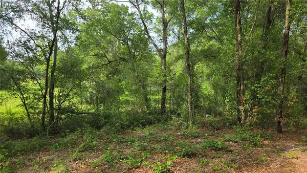a view of a lush green forest