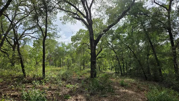 a view of a forest with trees in front of it
