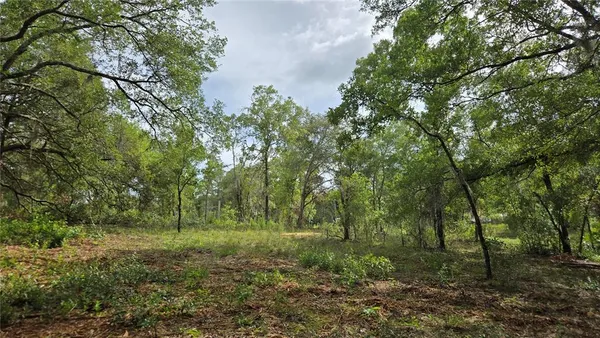 a view of a forest with trees in the background