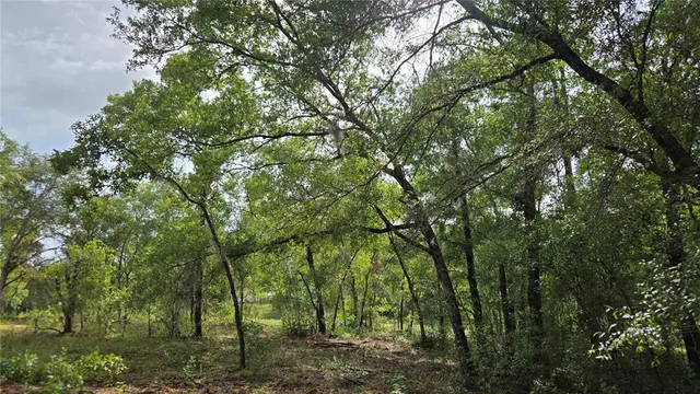 a view of forest