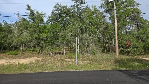 a view of a forest