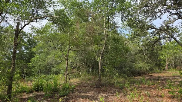 a view of a forest with trees