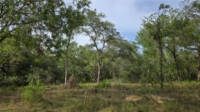 a view of a lush green forest
