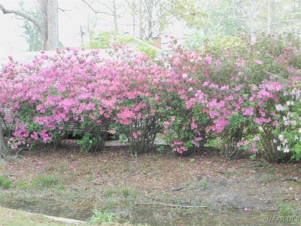 16626 Gantt Lake Road Dozier, AL 36028 - Photo 7 of 38 Gallery Image 7