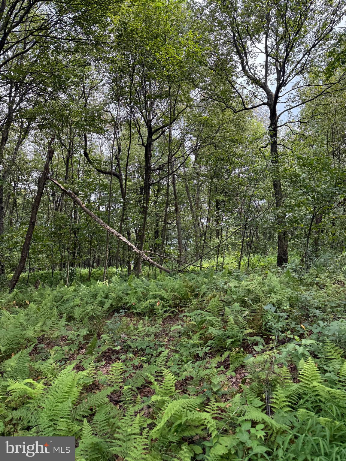 Mountain Road James Creek, PA 16657 - Photo 17 of 28