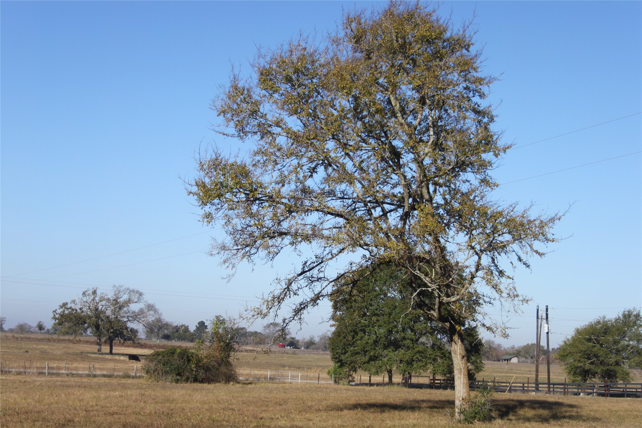 27134 Muckelroy Road Hempstead, TX 77445 - Photo 2 of 11