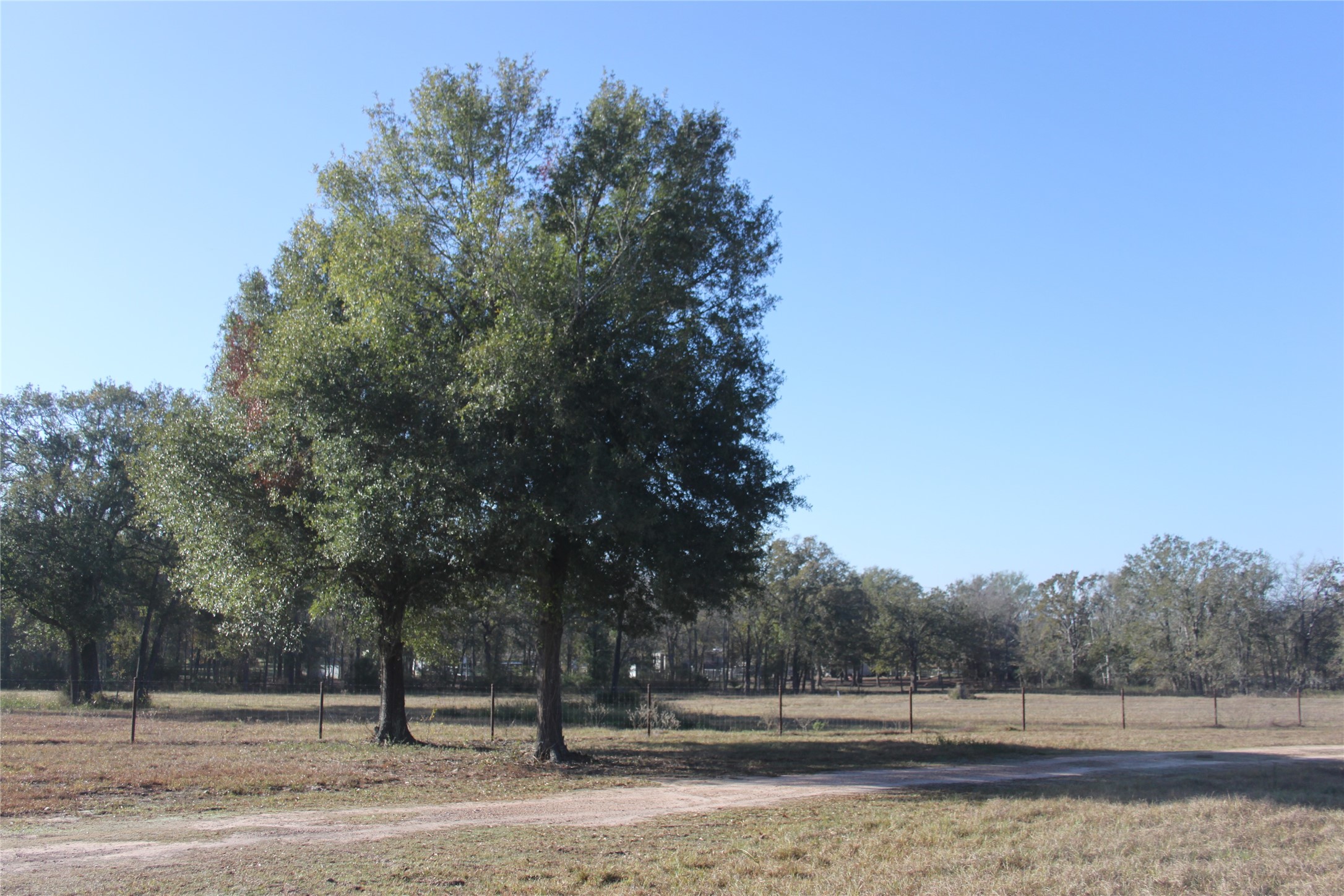 27134 Muckelroy Road Hempstead, TX 77445 - Photo 3 of 11