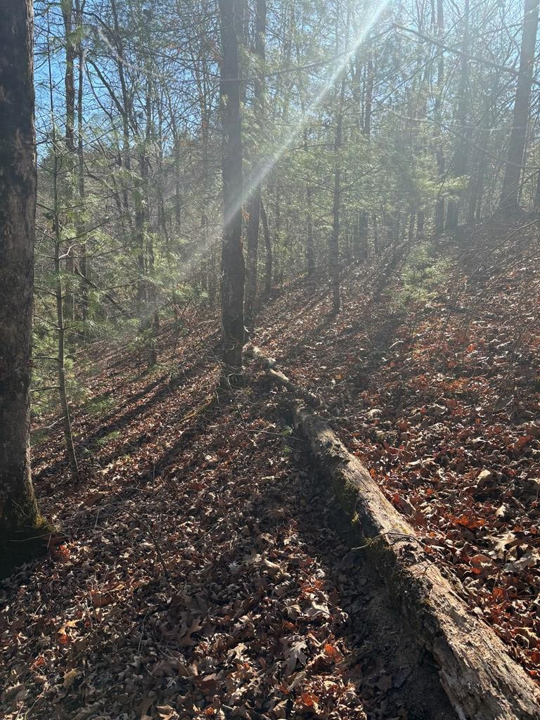 1.03 Deep Frst Road Murphy, NC 28906 - Photo 13 of 28