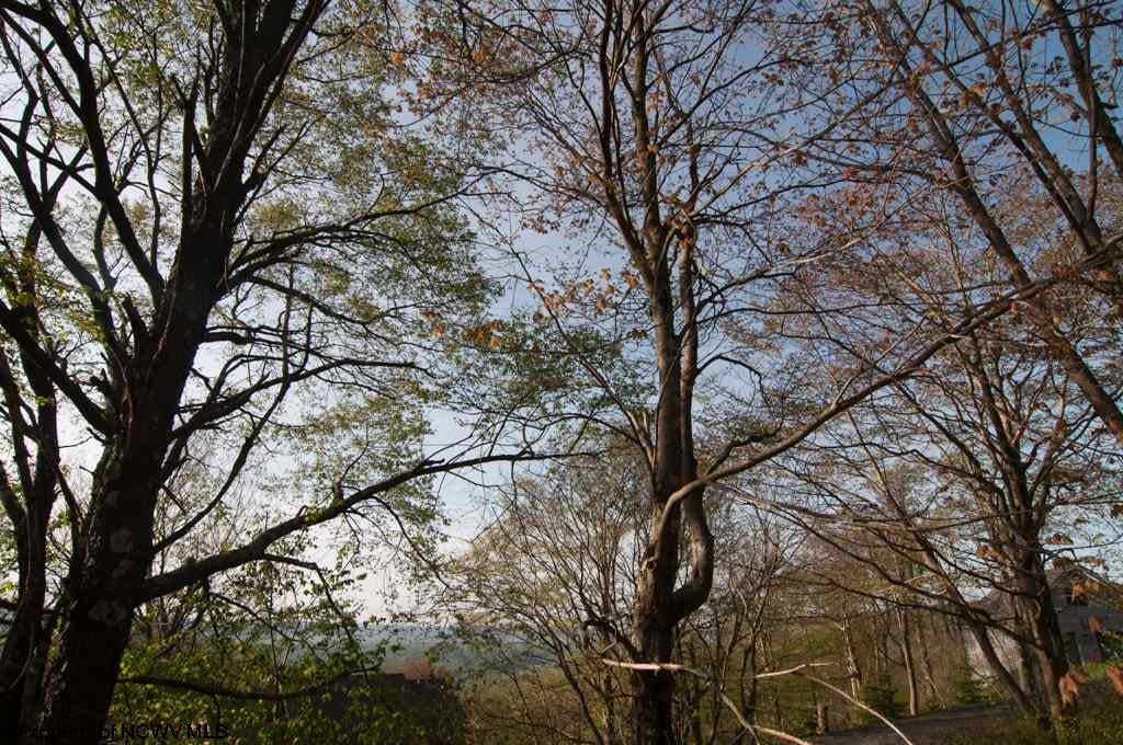11 Mountainside Road Davis, WV 26260 - Photo 13 of 18 Gallery Image 13