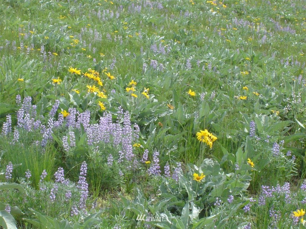 72 Gun Sight Pass Road Winthrop, WA 98862 - Photo 5 of 15 Gallery Image 5