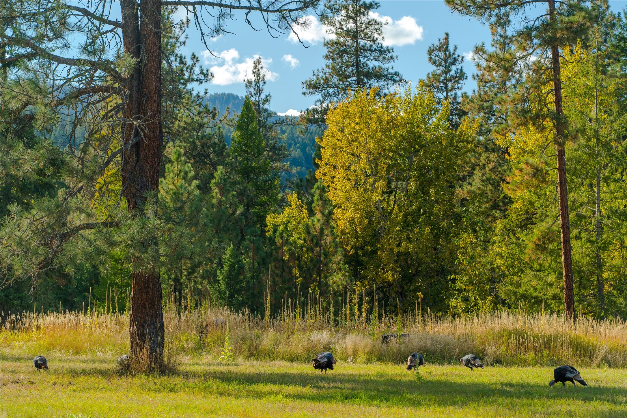 64 Cherry Creek Road Thompson Falls, MT 59873 - Photo 93 of 96 Gallery Image 93
