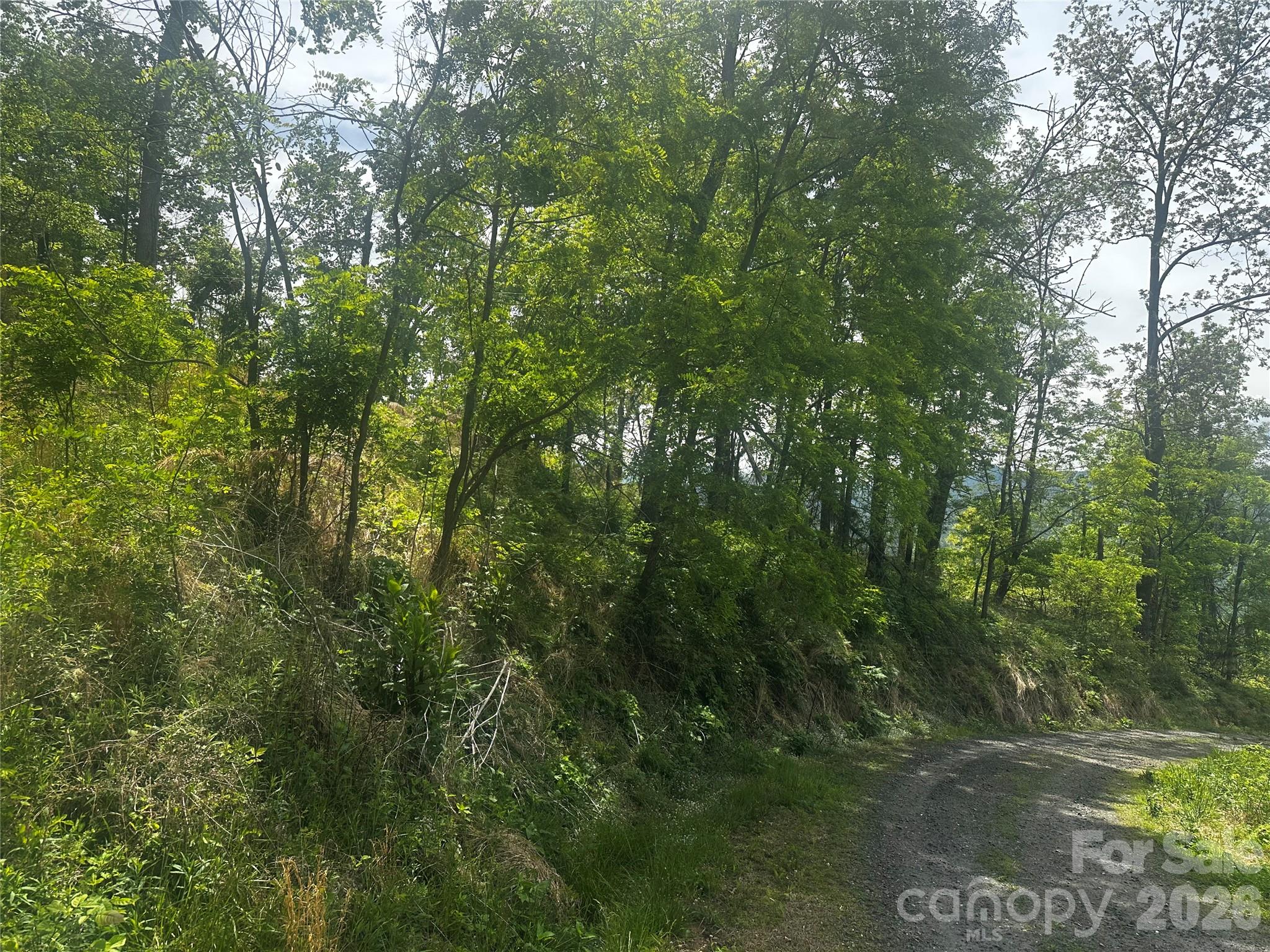 0 John Sparks Road Bakersville, NC 28705 - Photo 4 of 18 a view of a forest with trees
