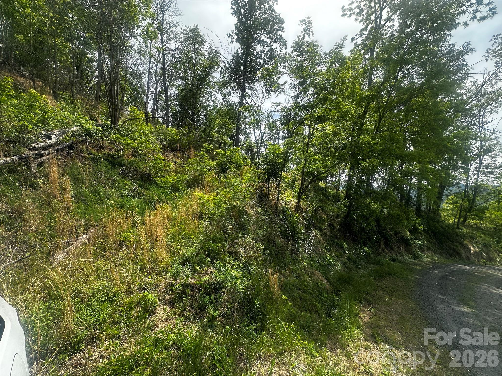 0 John Sparks Road Bakersville, NC 28705 - Photo 5 of 18 a view of a forest with a tree