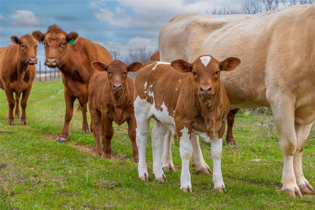 801 County Road 166 De Leon, TX 76444 - Photo 25 of 29