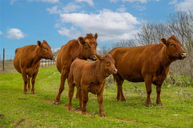 $448,000 | 801 County Road 166, De Leon, TX 76444