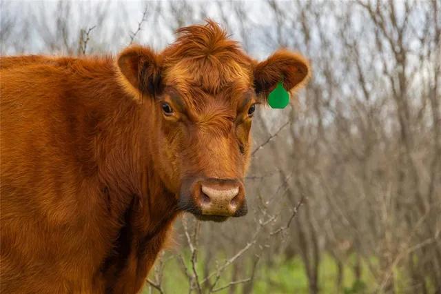 $448,000 | 801 County Road 166, De Leon, TX 76444