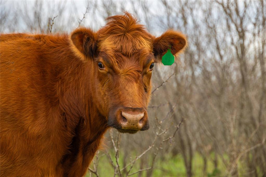 801 County Road 166 De Leon, TX 76444 - Photo 27 of 29