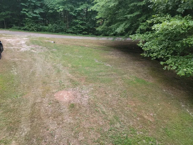 a view of a yard with a plants