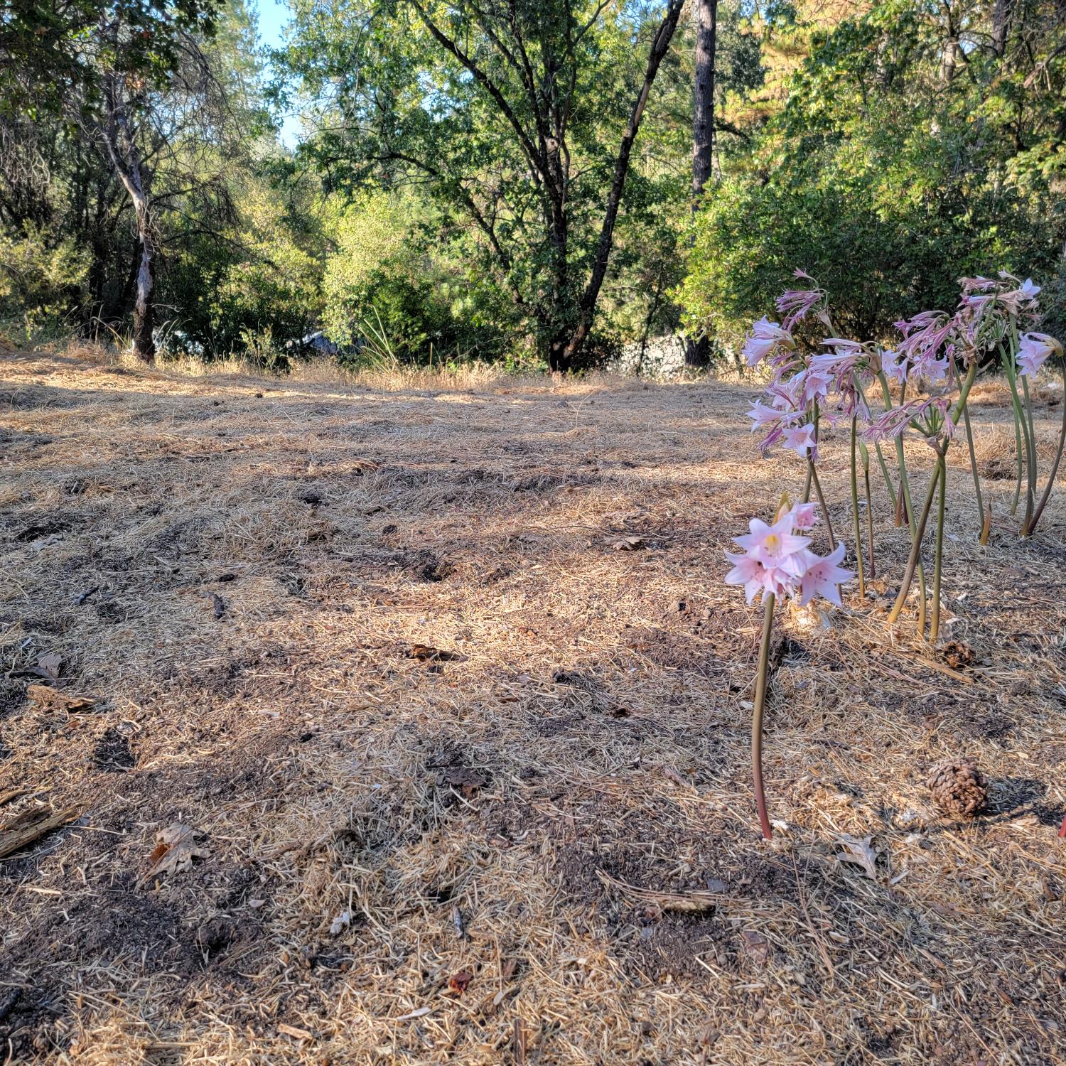 13021 Ridge View Drive Sutter Creek, CA 95685 - Photo 5 of 35 a backyard of a house with table and chairs