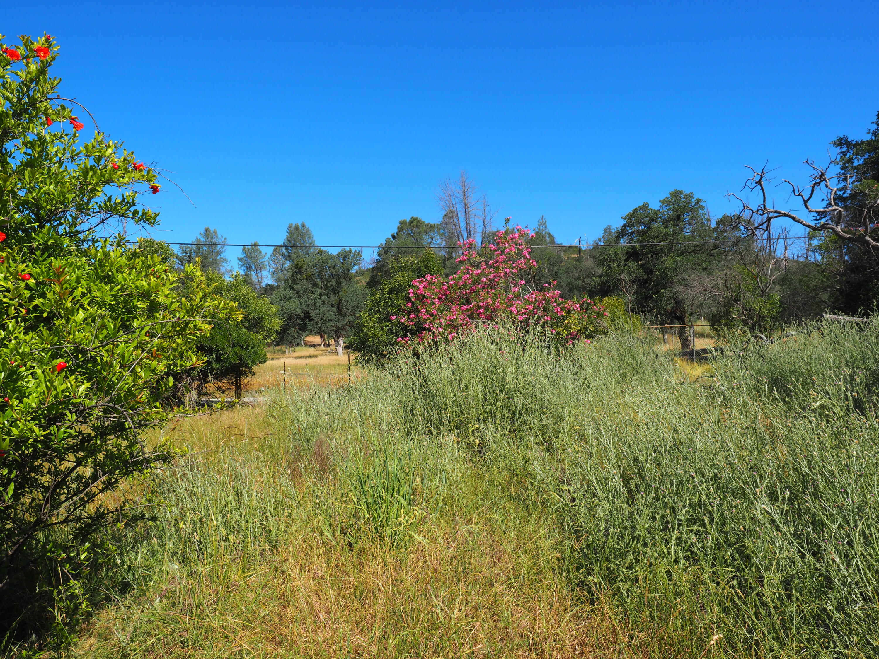 20103 Parocast Road Redding, CA 96003 - Photo 22 of 24 a view of a garden