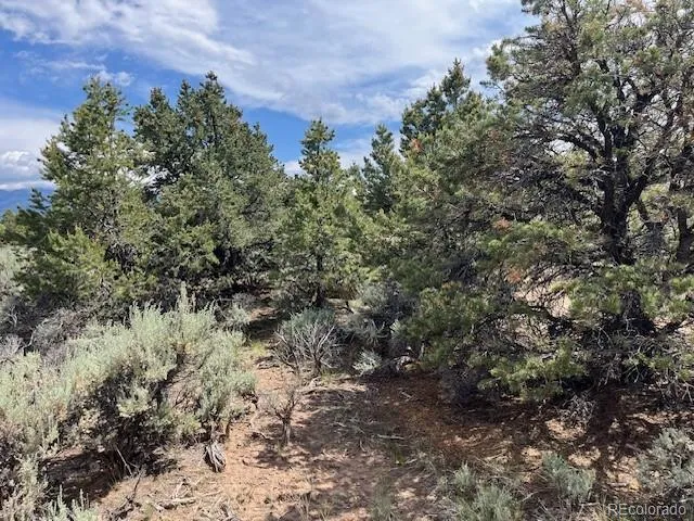 a view of a forest with a tree