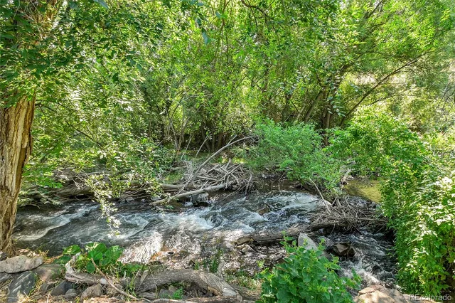 a view of a forest with a tree