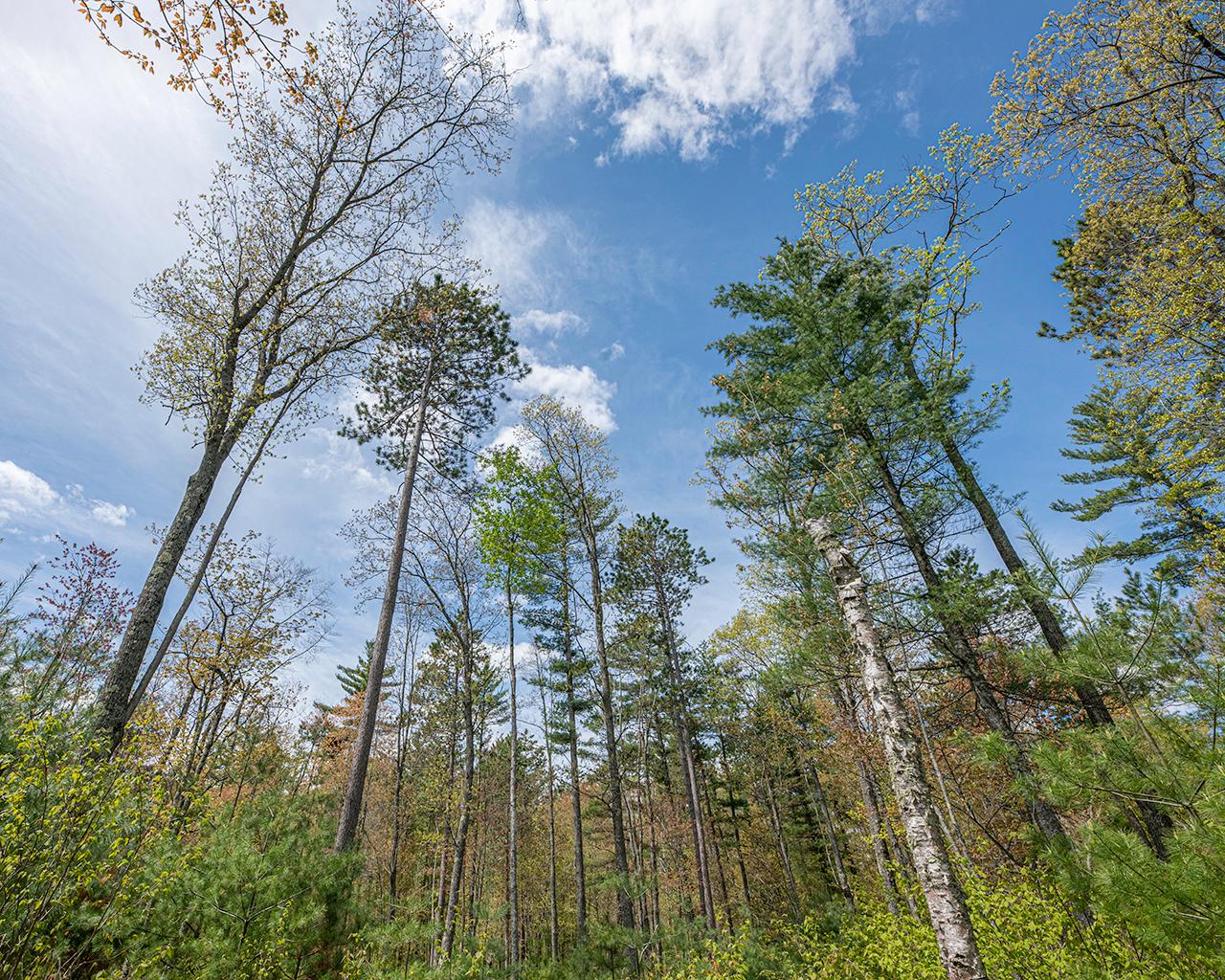 Off Of Lakeland Drive Rhinelander, WI 54501 - Photo 9 of 17 Gallery Image 9