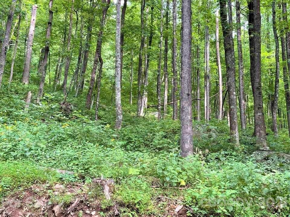 1730 Judes Gap Road, Unit 29 Mill Spring, NC 28756 - Photo 2 of 33 a green field with lots of trees