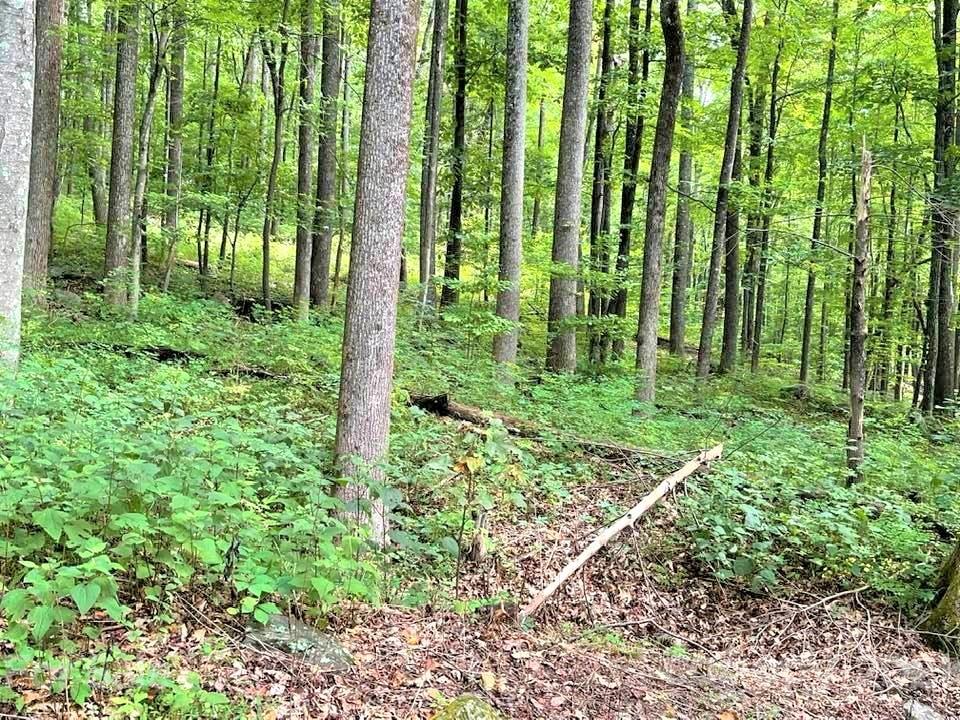 1730 Judes Gap Road, Unit 29 Mill Spring, NC 28756 - Photo 21 of 33