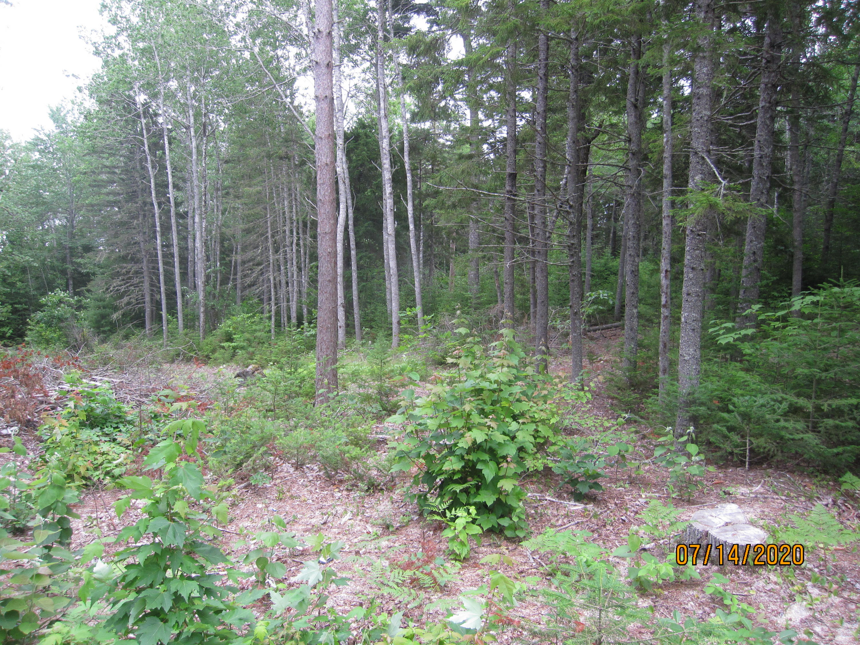 114 Flanders Pond Road Sullivan, ME 04664 - Photo 20 of 27 IMG_5984
