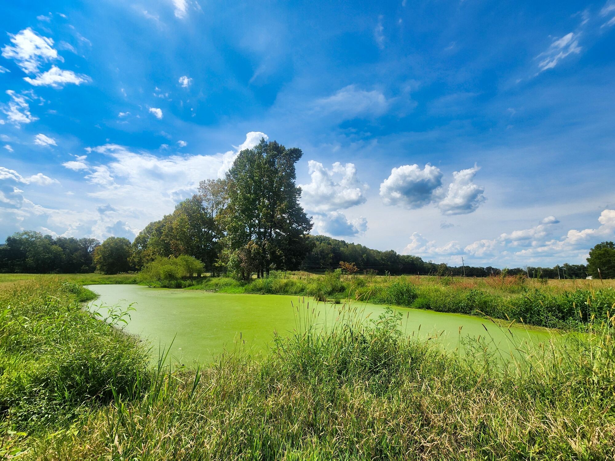 8312 Middle Butler Road Cypress Inn, TN 38452 - Photo 23 of 52 a view of a grassy field with an trees