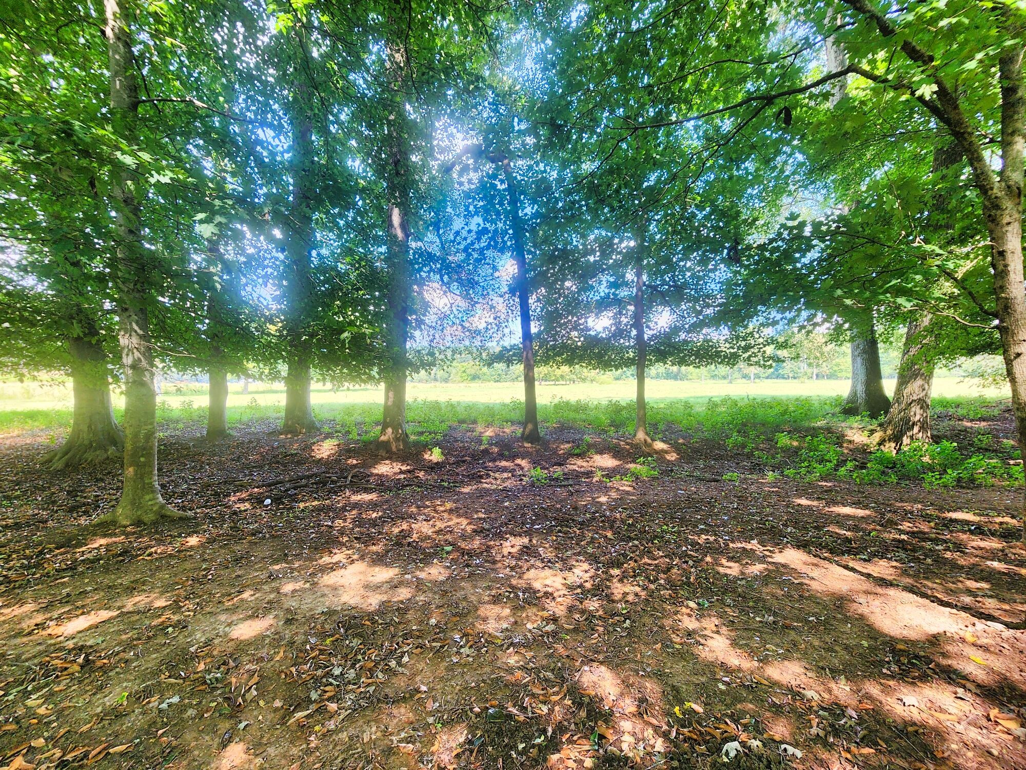 8312 Middle Butler Road Cypress Inn, TN 38452 - Photo 30 of 52 a view of a yard with plants and large trees