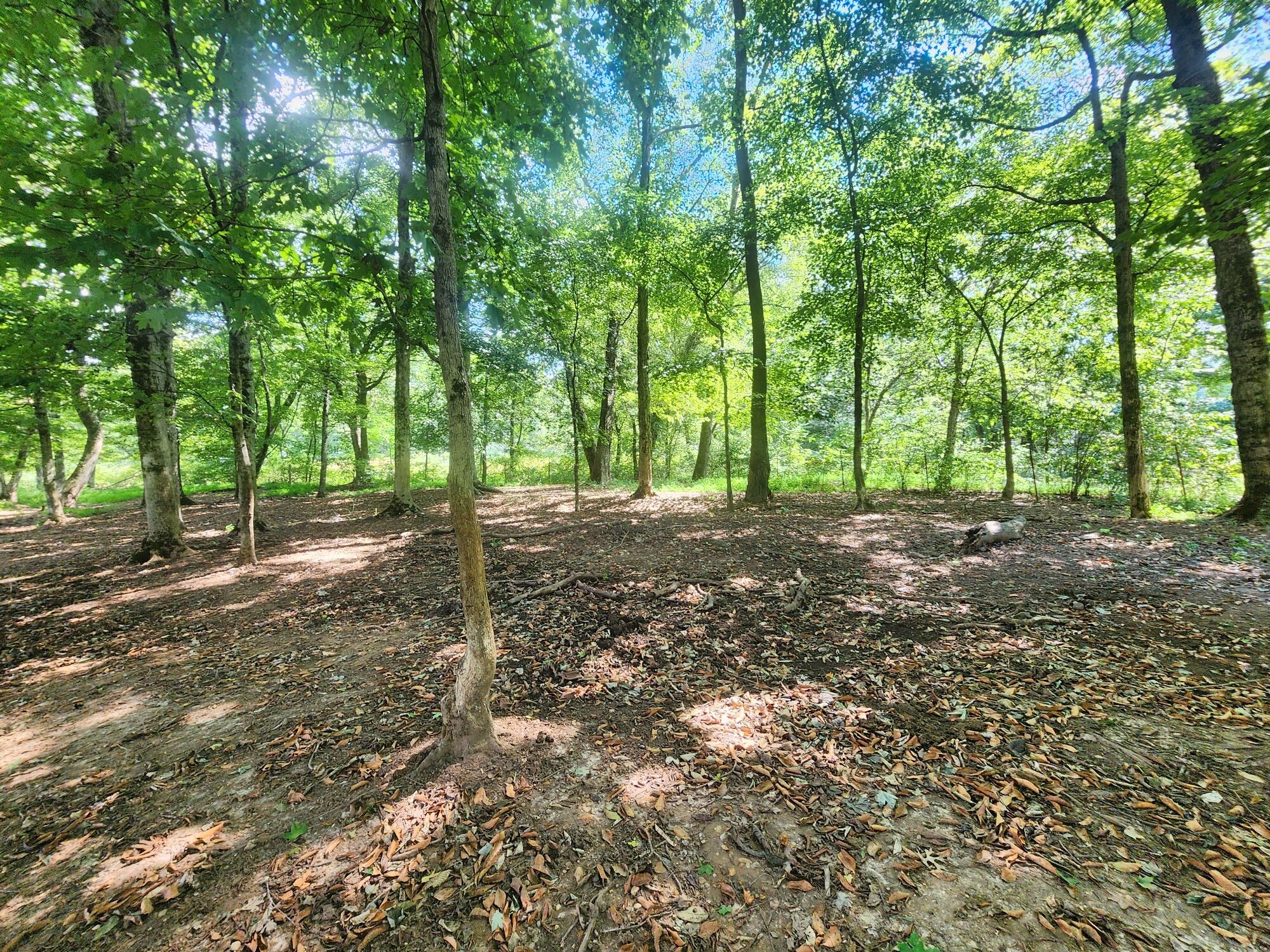 8312 Middle Butler Road Cypress Inn, TN 38452 - Photo 31 of 52 a view of a forest with trees