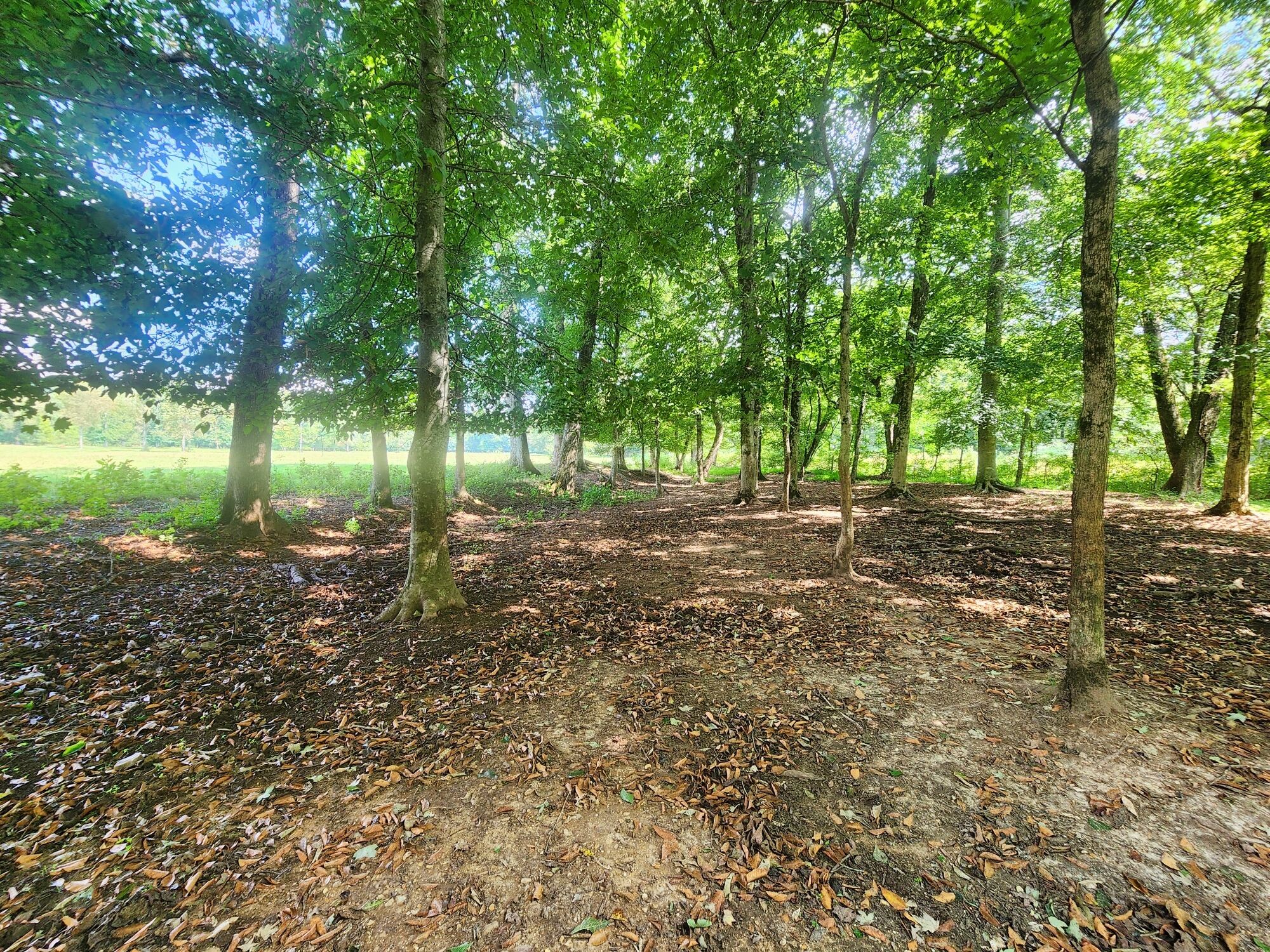 8312 Middle Butler Road Cypress Inn, TN 38452 - Photo 32 of 52 a view of outdoor space with trees