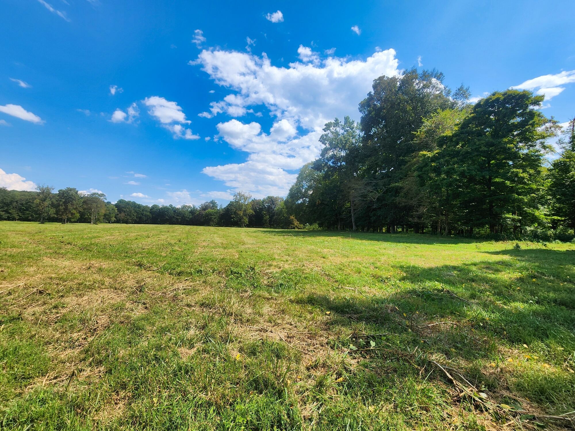 8312 Middle Butler Road Cypress Inn, TN 38452 - Photo 33 of 52 a view of a yard with a tree