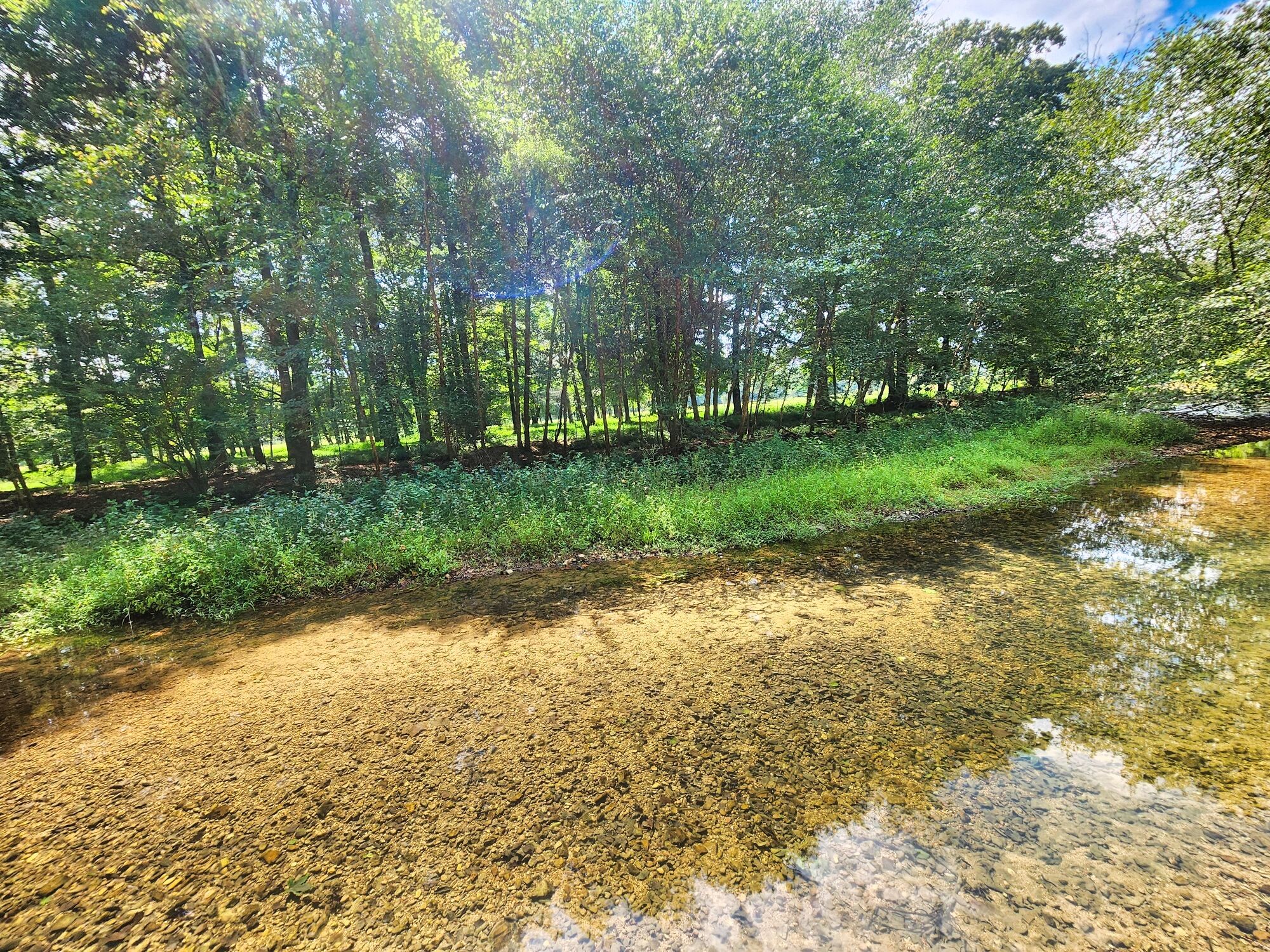 8312 Middle Butler Road Cypress Inn, TN 38452 - Photo 39 of 52 a view of a yard with plants and trees