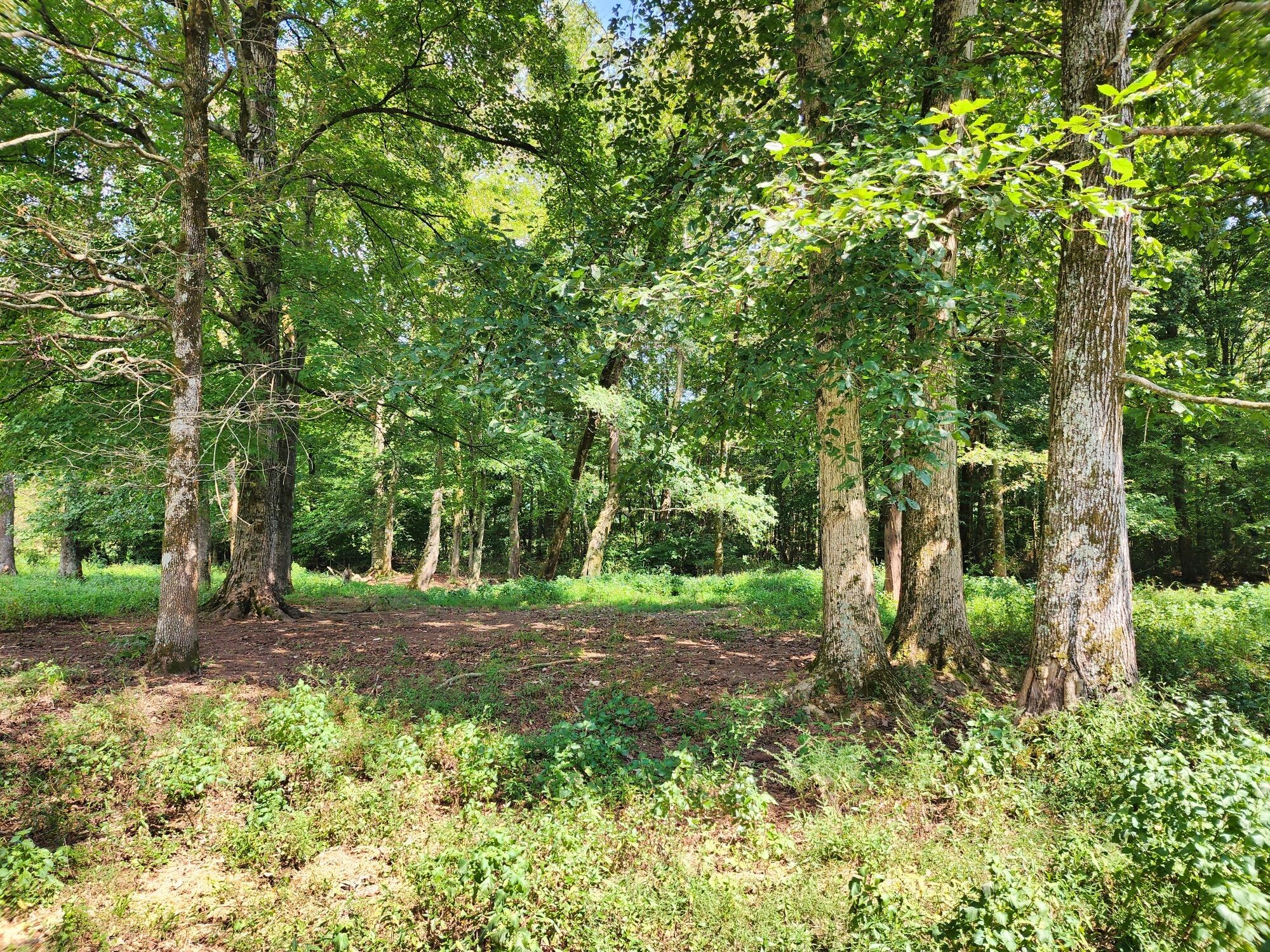 8312 Middle Butler Road Cypress Inn, TN 38452 - Photo 41 of 52 a big yard with lots of green space and trees