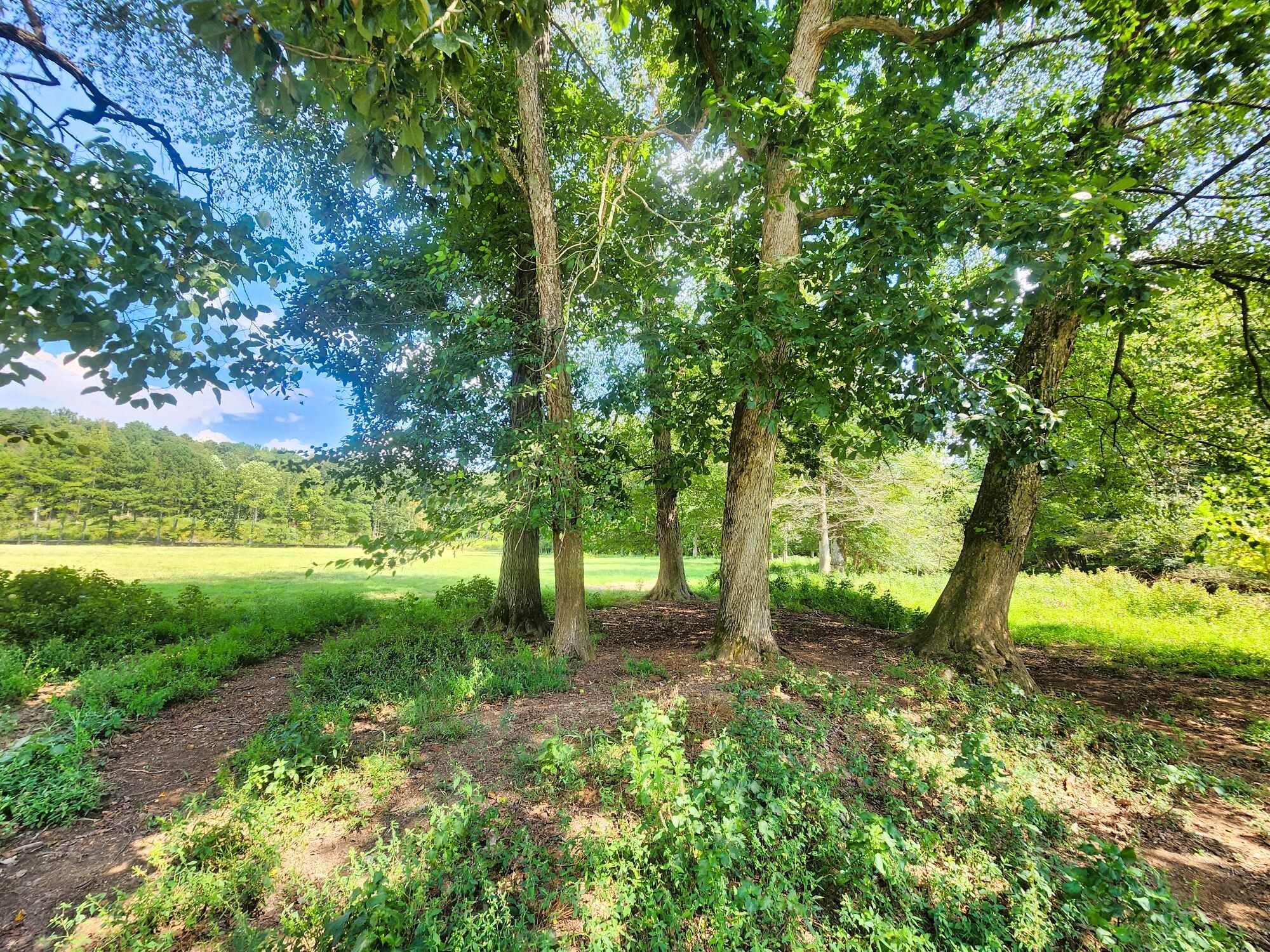 8312 Middle Butler Road Cypress Inn, TN 38452 - Photo 47 of 52 a view of backyard with green space